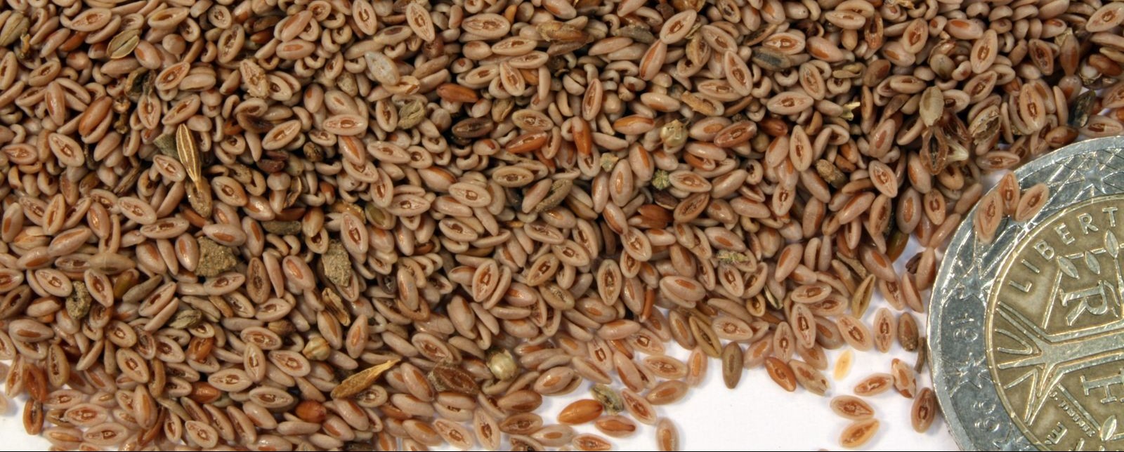 plantago_ovata_gb3059 (1)